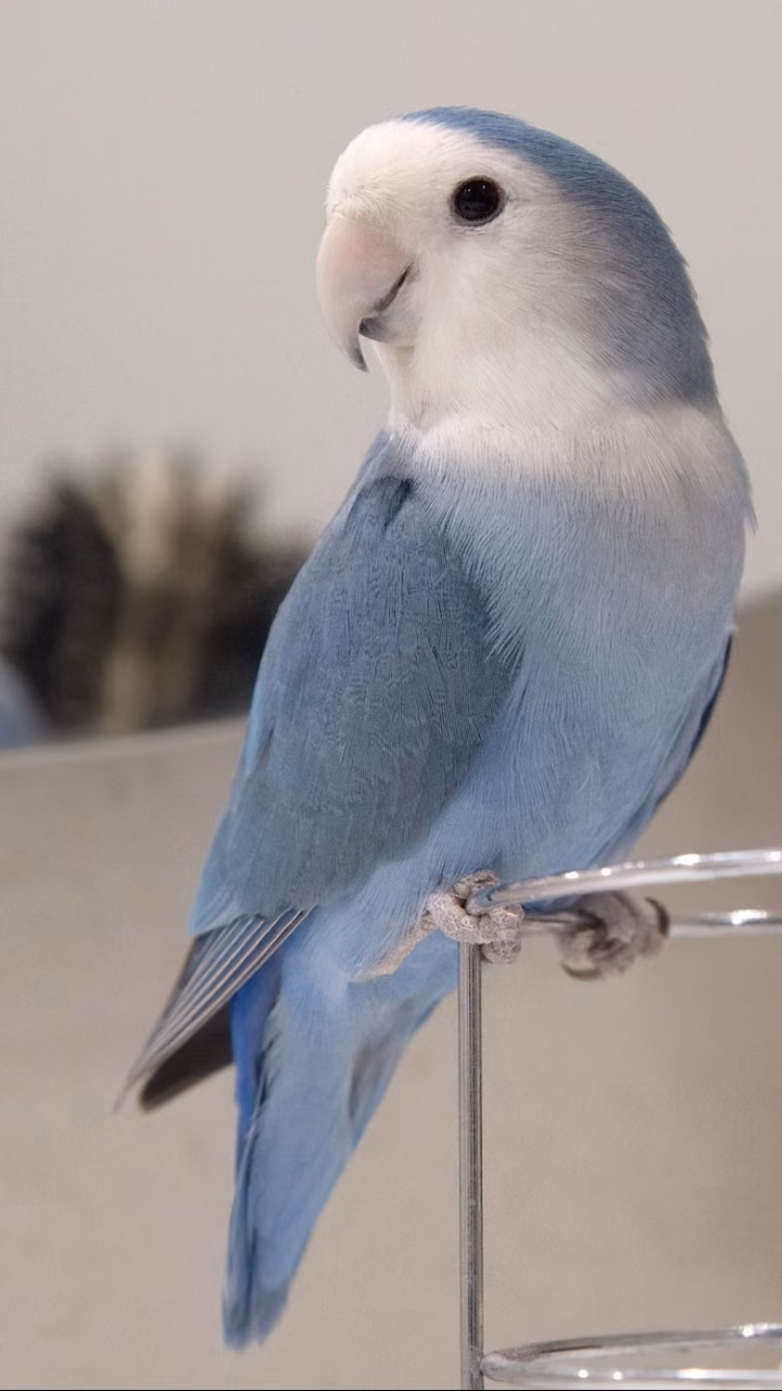 0fb2206c7f214c763f85ceeb1d374889.avif