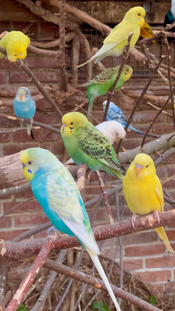 1e471fce5643753a1b28292e4bff86dd.avif
