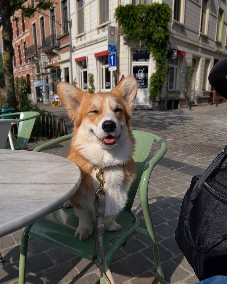 Corgi