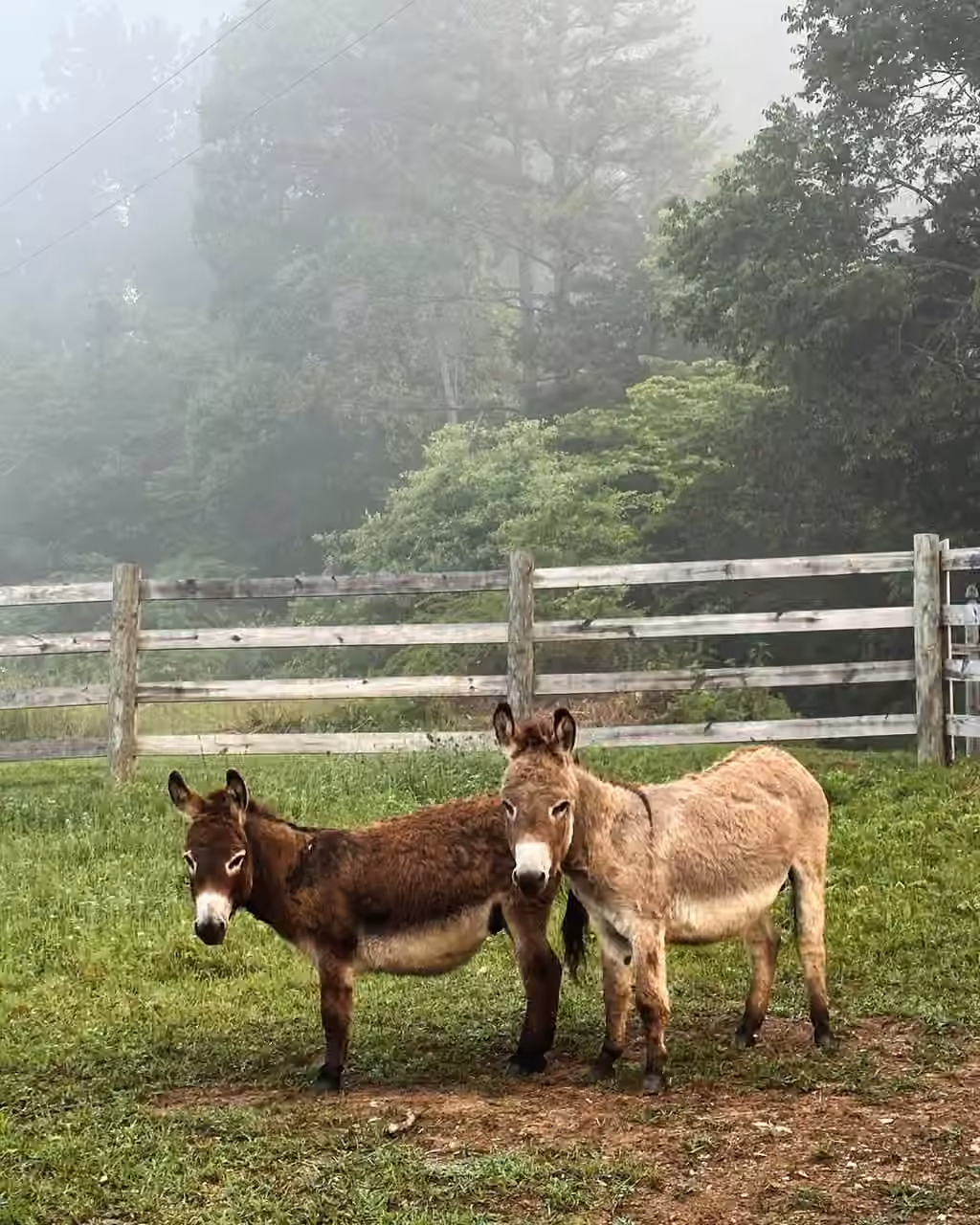 Donkeys