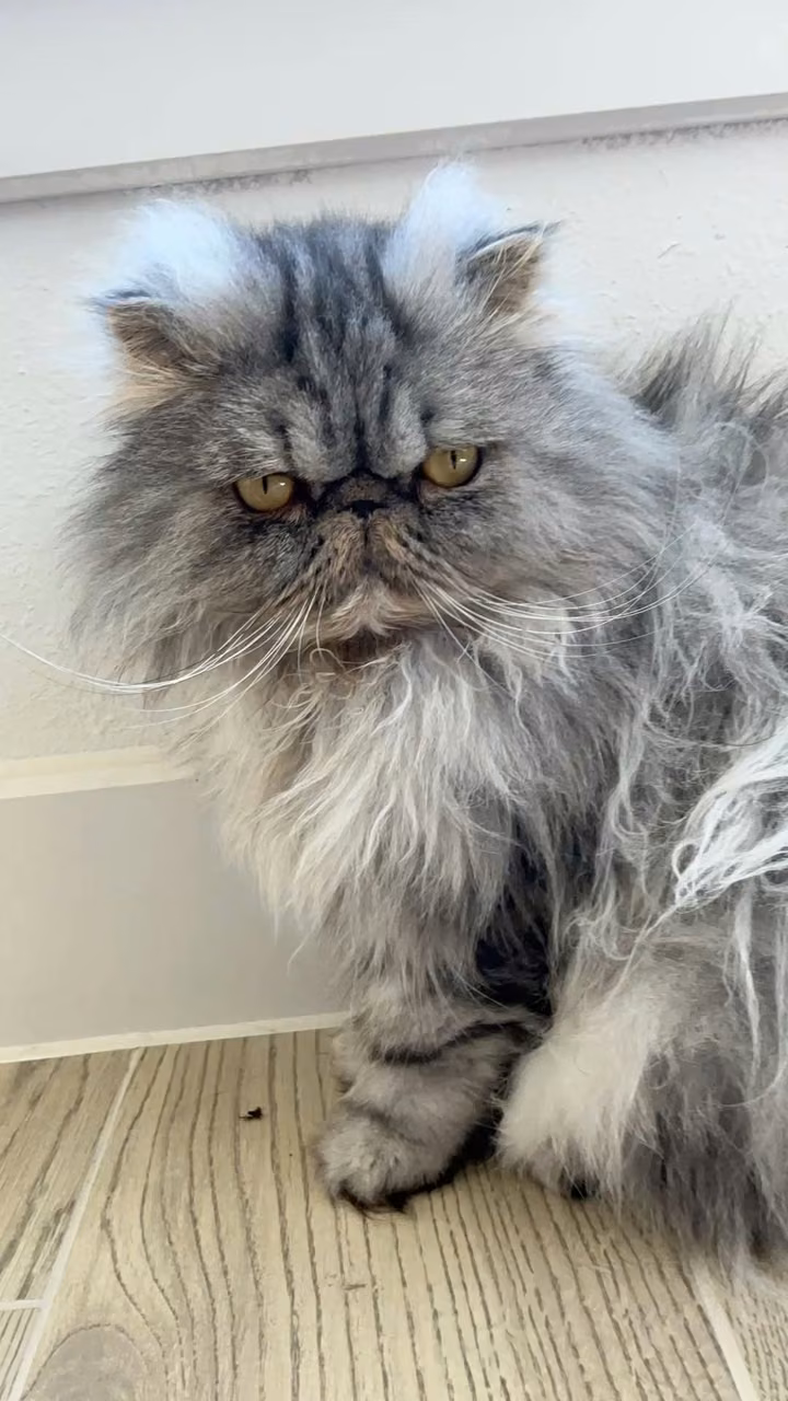 Fluffy cats