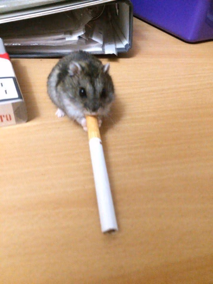 Hamsters