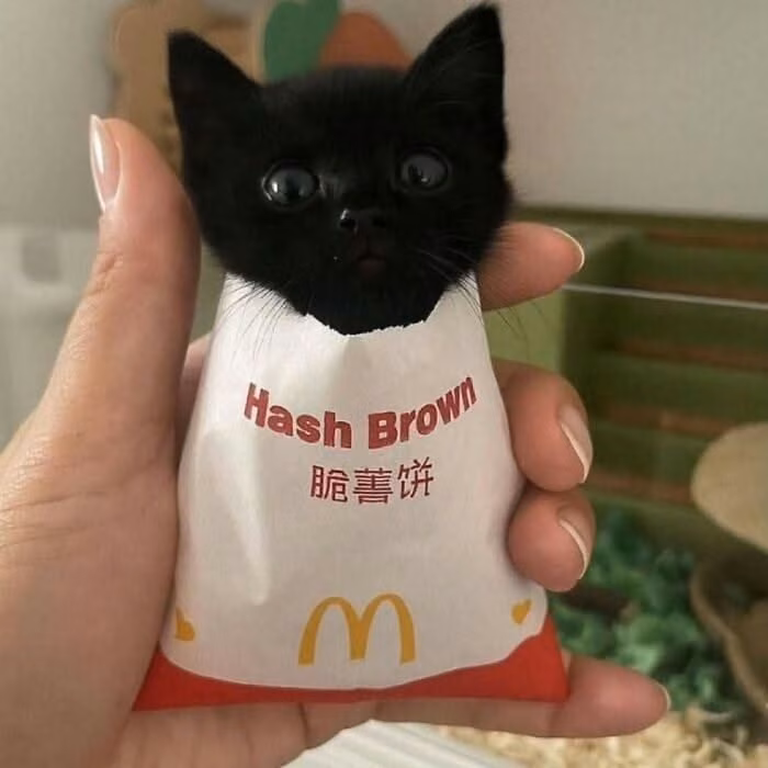 Kittens