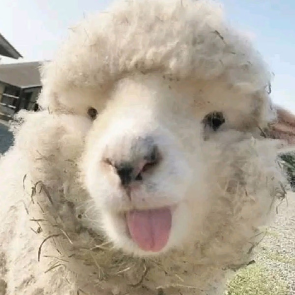 Sheep