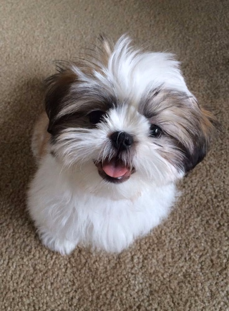 Shih Tzu