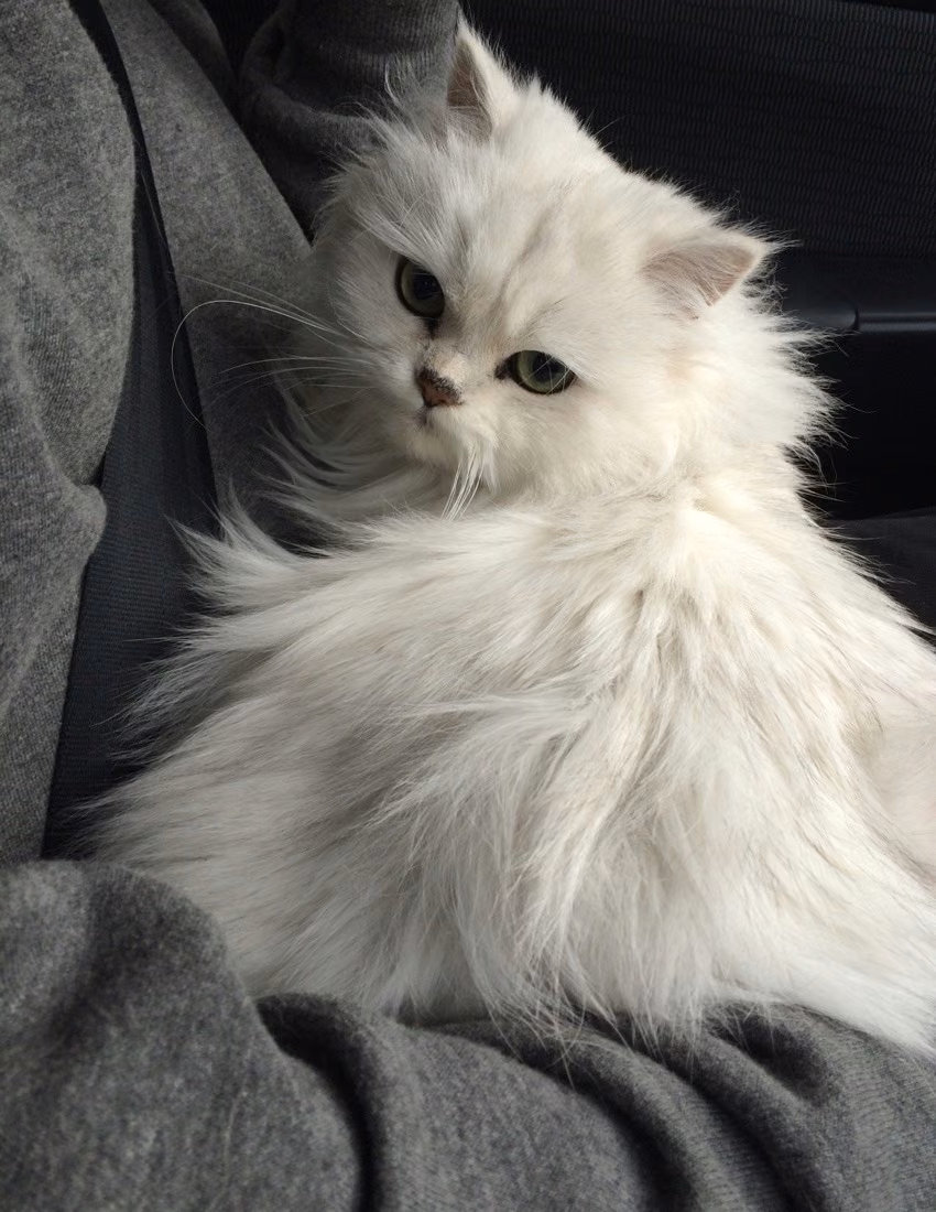 White cats